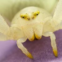 Crab Spider - Misumena vatia 4 